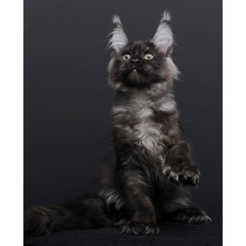 Maine Coon AP Nadejda