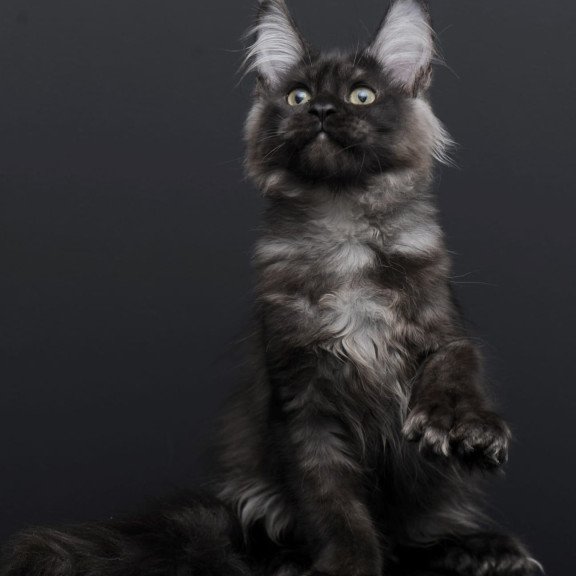 Maine Coon AP Nadejda