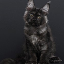 Maine Coon AP Nadejda
