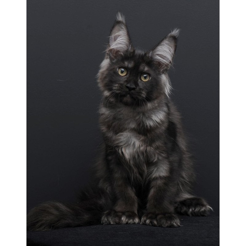 Maine Coon AP Nadejda