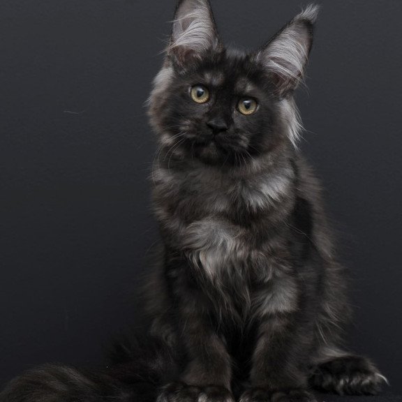 Maine Coon AP Nadejda