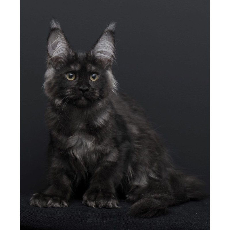 Maine Coon AP Nadejda