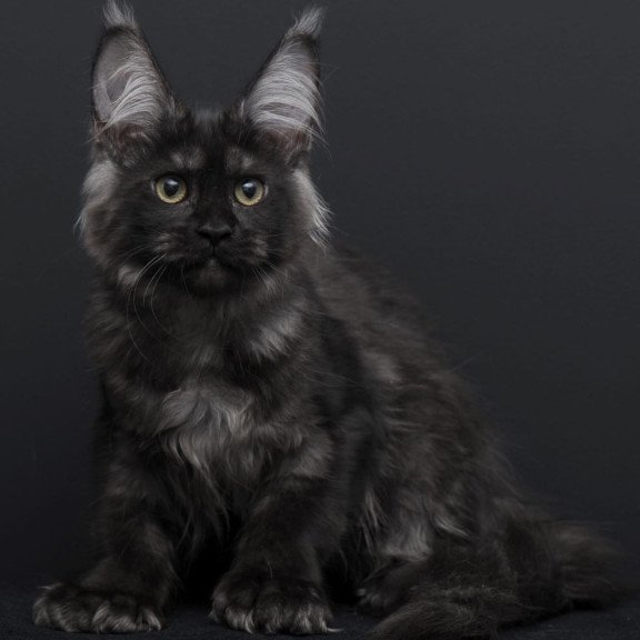 Maine Coon AP Nadejda