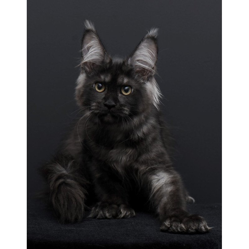 Maine Coon AP Nadejda