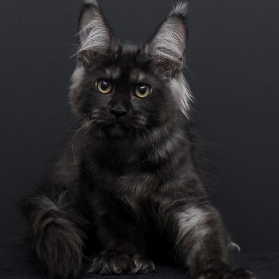 Maine Coon AP Nadejda