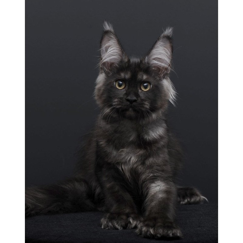 Maine Coon AP Nadejda