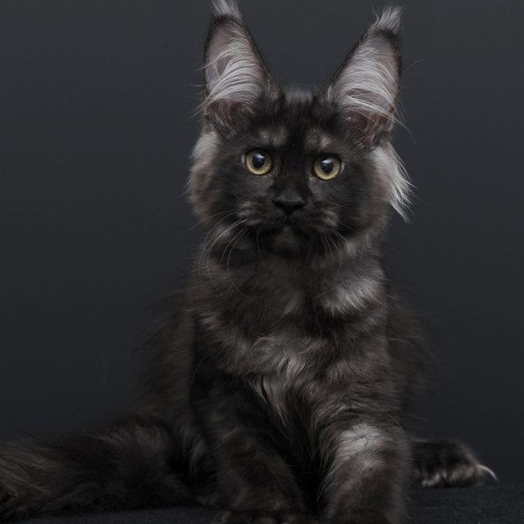 Maine Coon AP Nadejda
