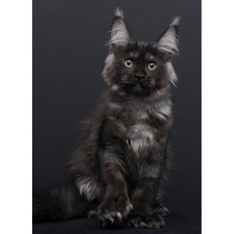 Maine Coon AP Nadejda
