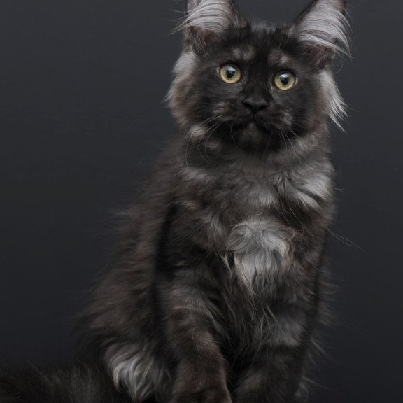 Maine Coon AP Nadejda