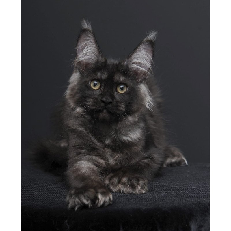 Maine Coon AP Nadejda
