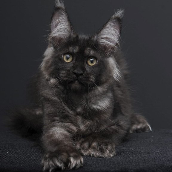 Maine Coon AP Nadejda