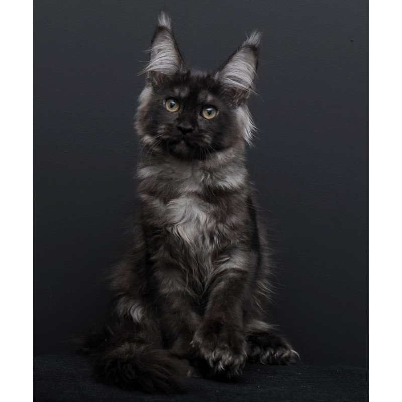 Maine Coon AP Nadejda