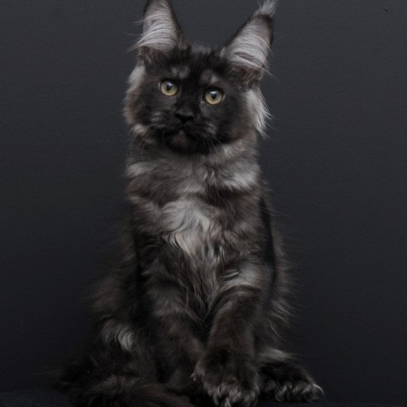 Maine Coon AP Nadejda