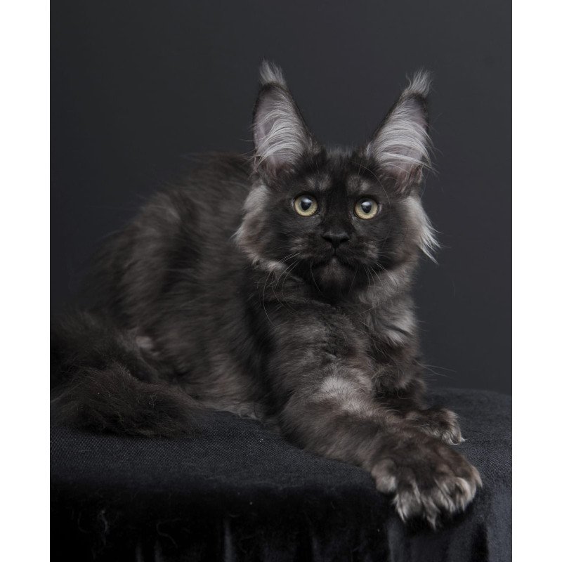 Maine Coon AP Nadejda