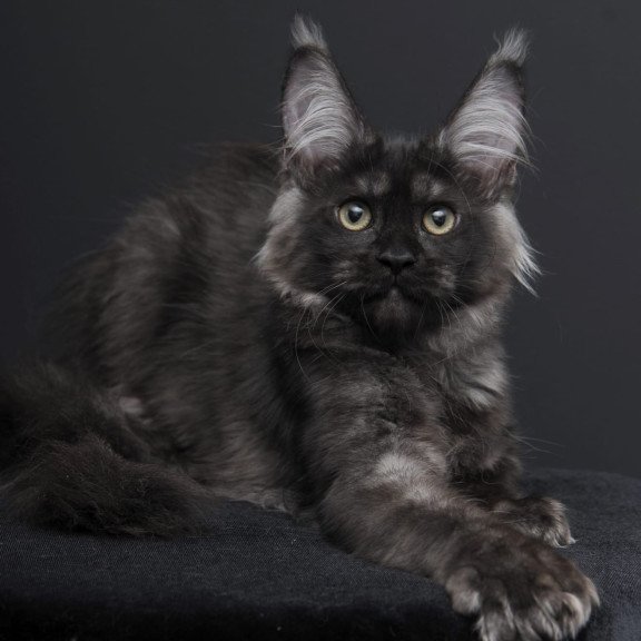 Maine Coon AP Nadejda
