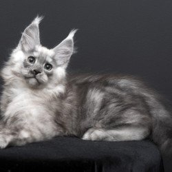 Maine Coon AP Tolian