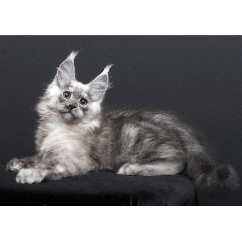 Maine Coon AP Tolian