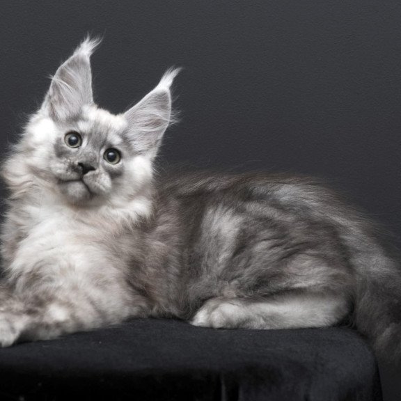 Maine Coon AP Tolian