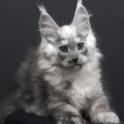 Maine Coon AP Tolian