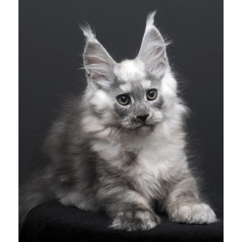 Maine Coon AP Tolian