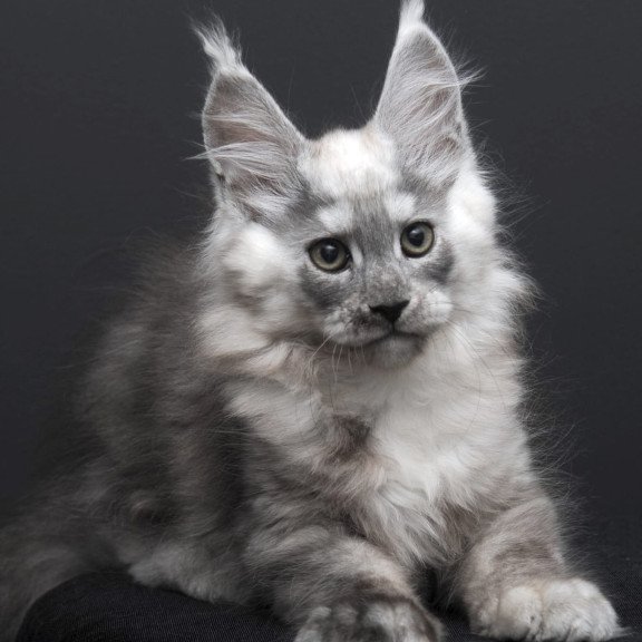 Maine Coon AP Tolian