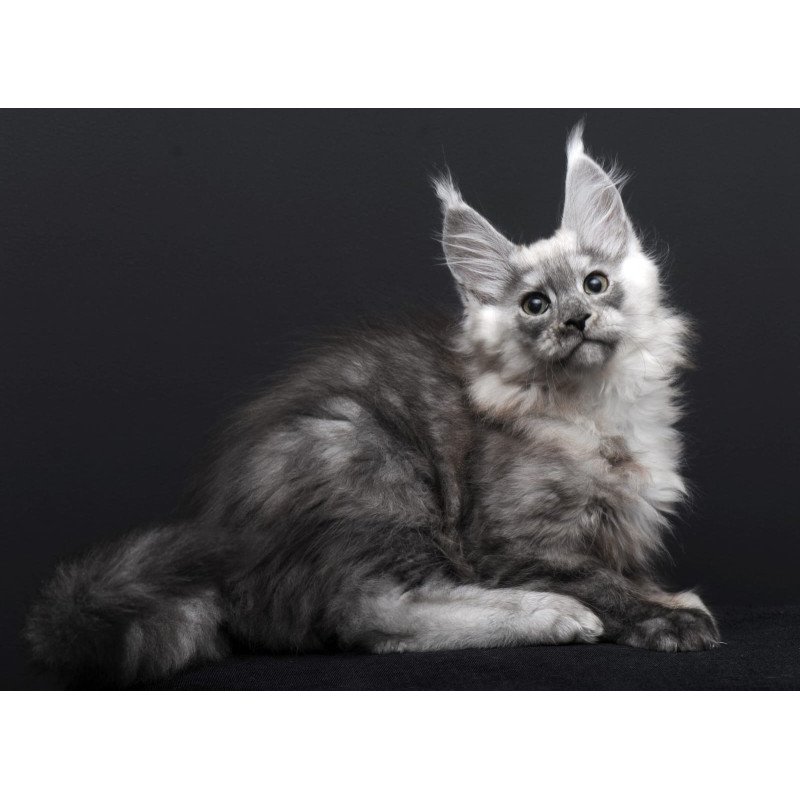 Maine Coon AP Tolian