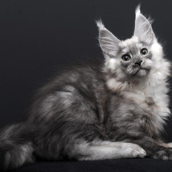 Maine Coon AP Tolian