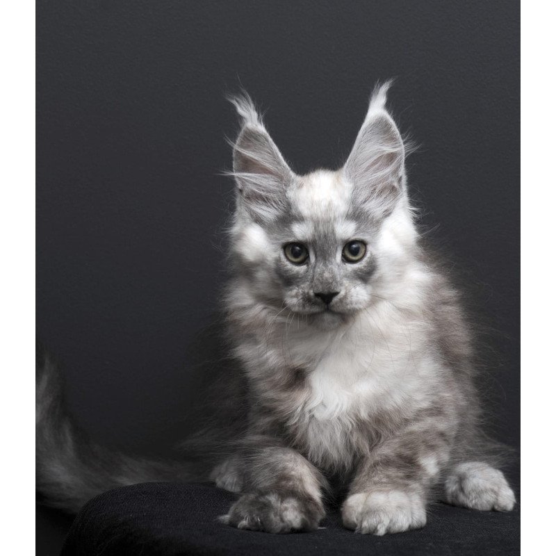 Maine Coon AP Tolian