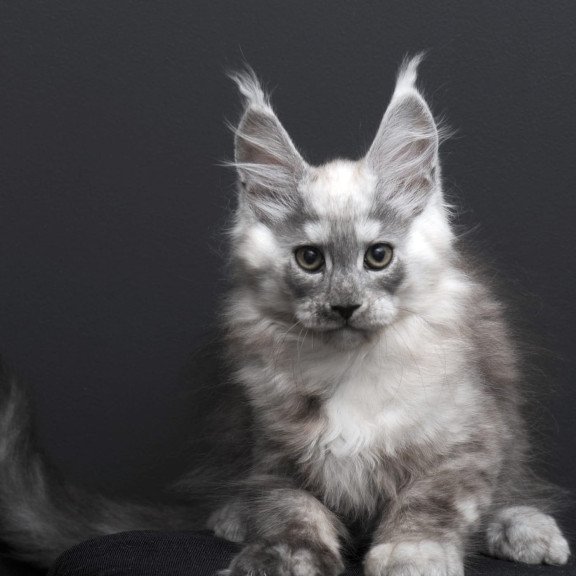 Maine Coon AP Tolian