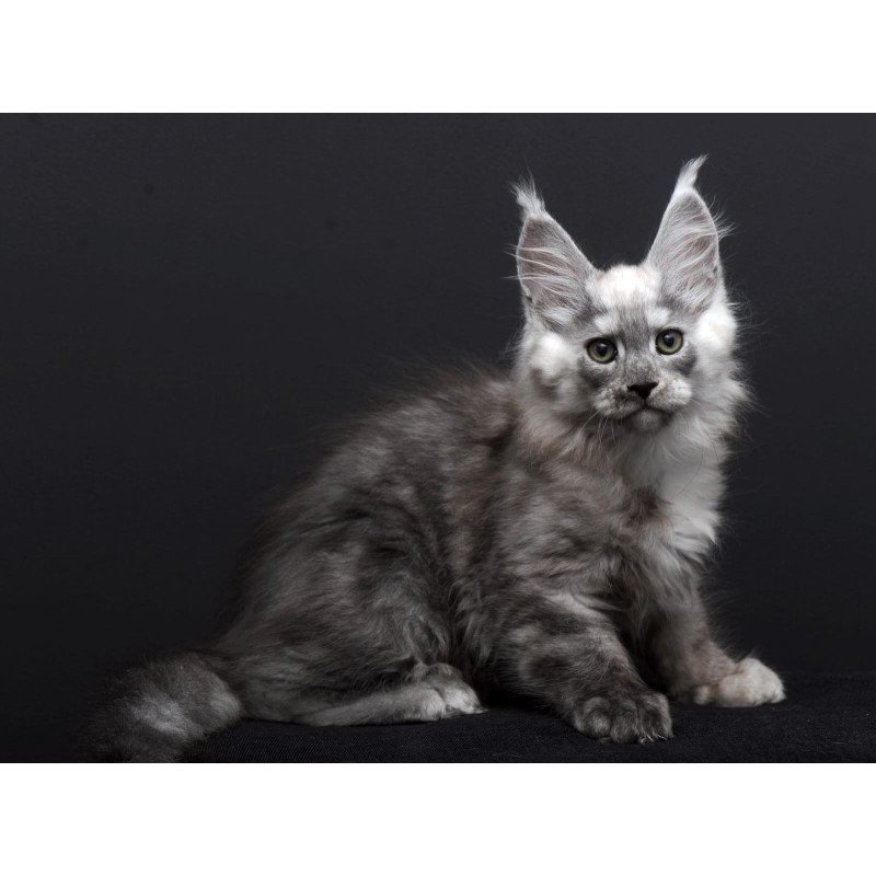 Maine Coon AP Tolian