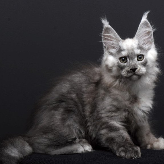 Maine Coon AP Tolian