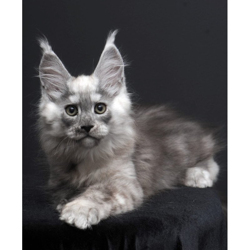 Maine Coon AP Tolian