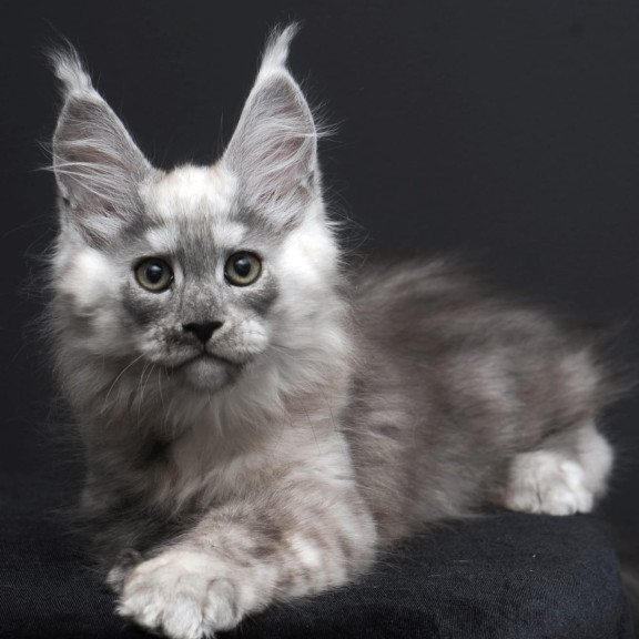 Maine Coon AP Tolian