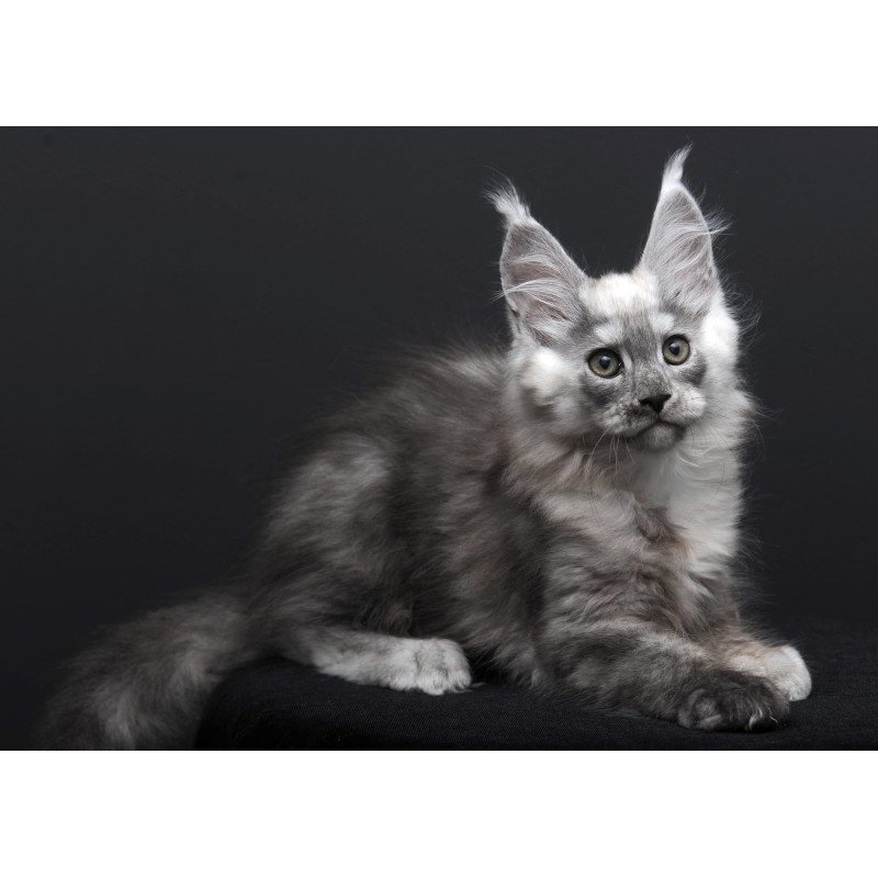 Maine Coon AP Tolian