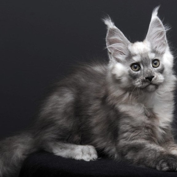 Maine Coon AP Tolian