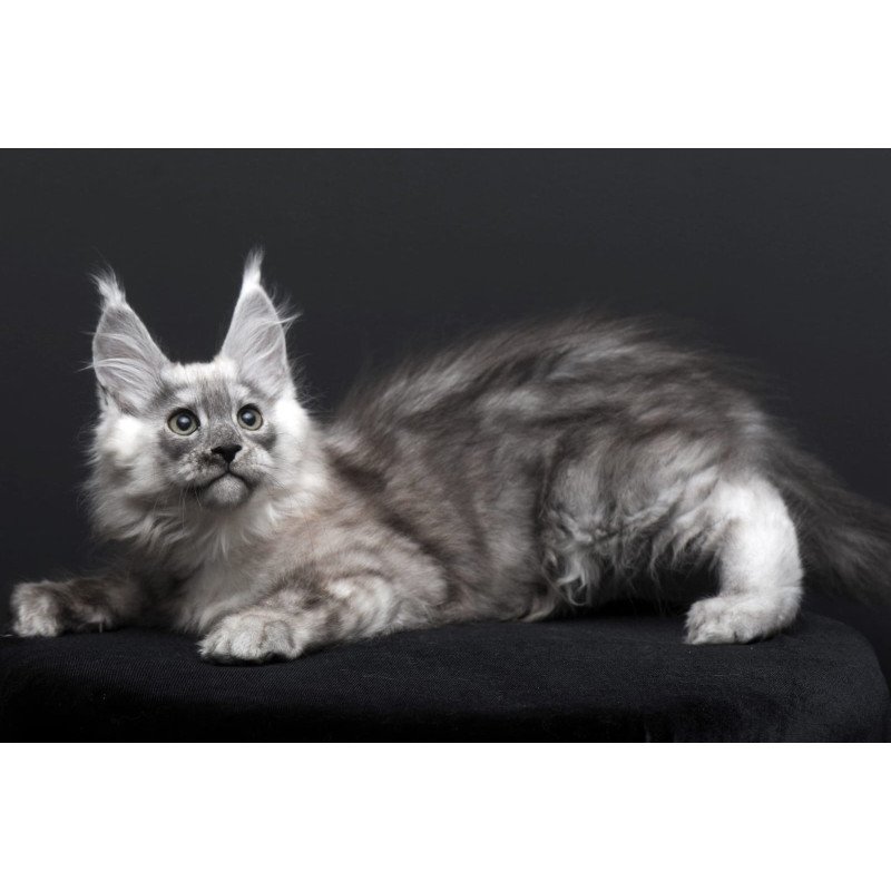 Maine Coon AP Tolian