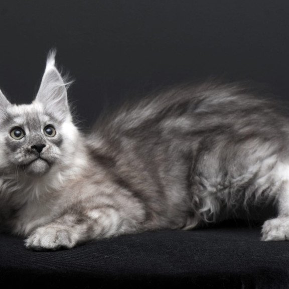 Maine Coon AP Tolian