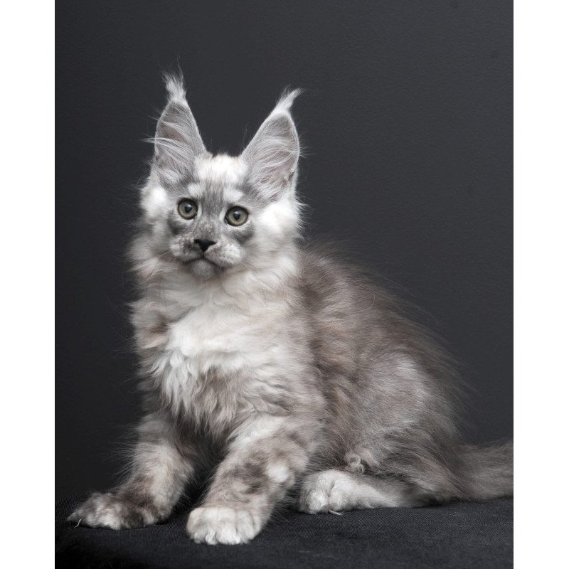 Maine Coon AP Tolian