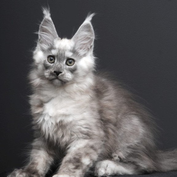 Maine Coon AP Tolian