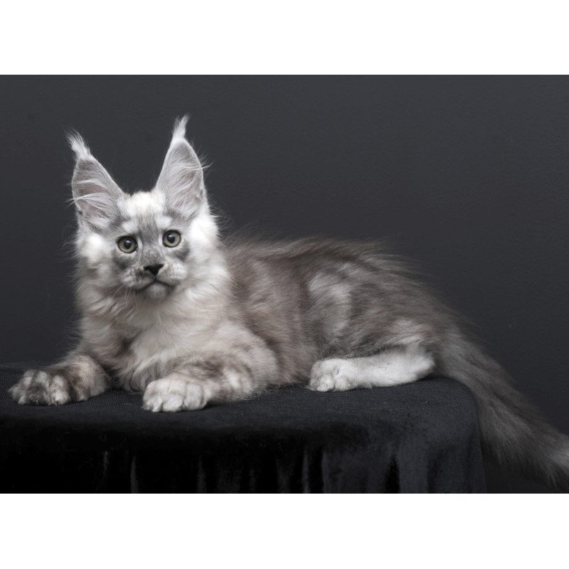 Maine Coon AP Tolian