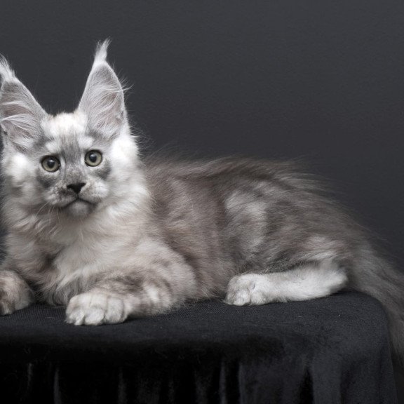Maine Coon AP Tolian