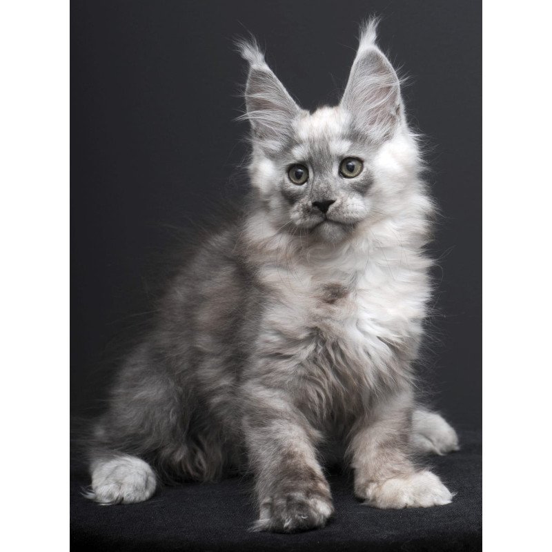 Maine Coon AP Tolian