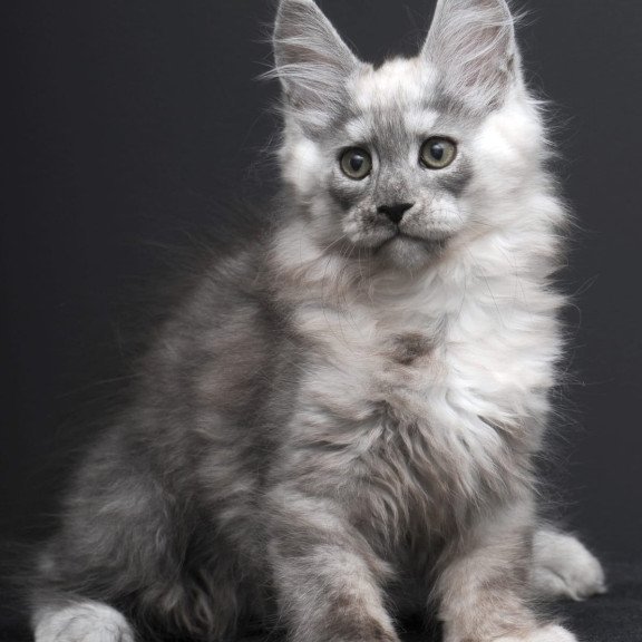 Maine Coon AP Tolian
