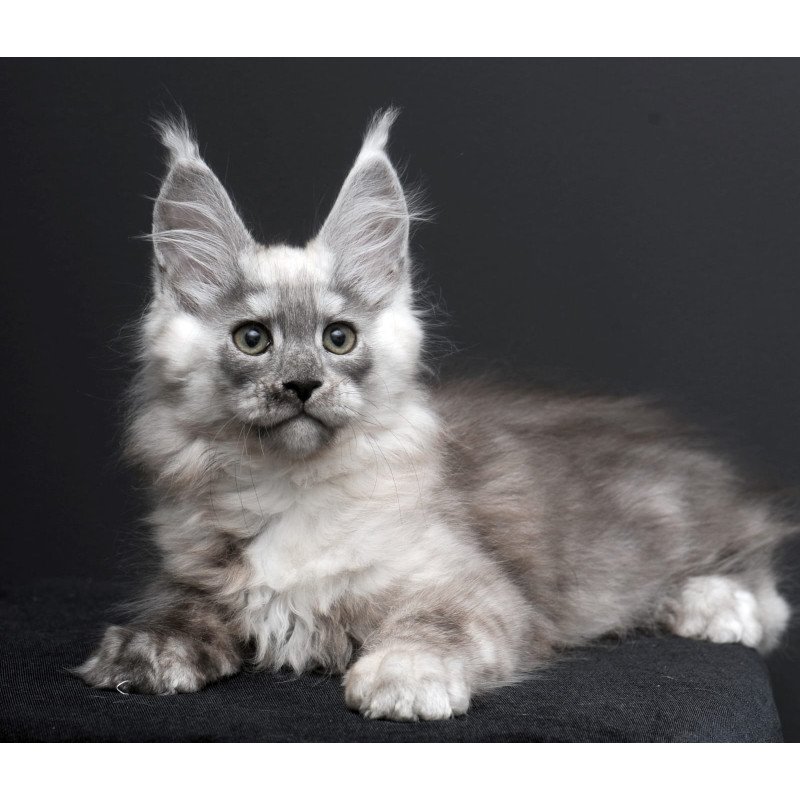 Maine Coon AP Tolian