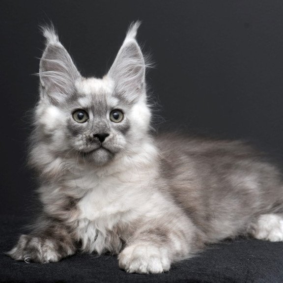 Maine Coon AP Tolian