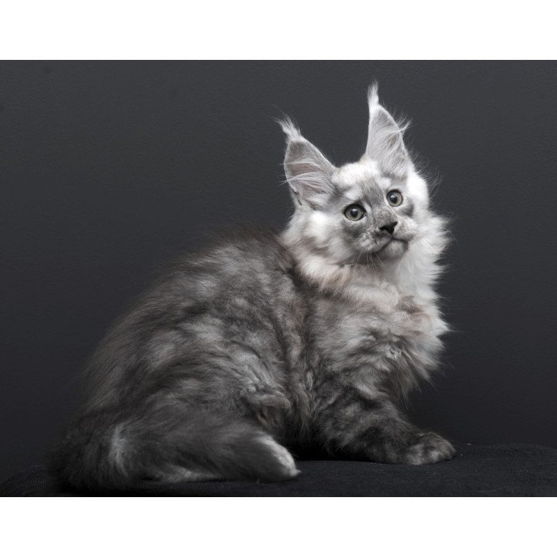 Maine Coon AP Tolian