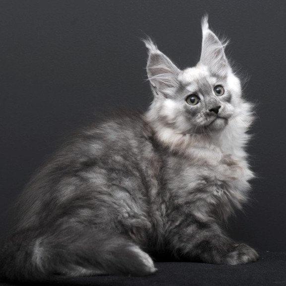 Maine Coon AP Tolian