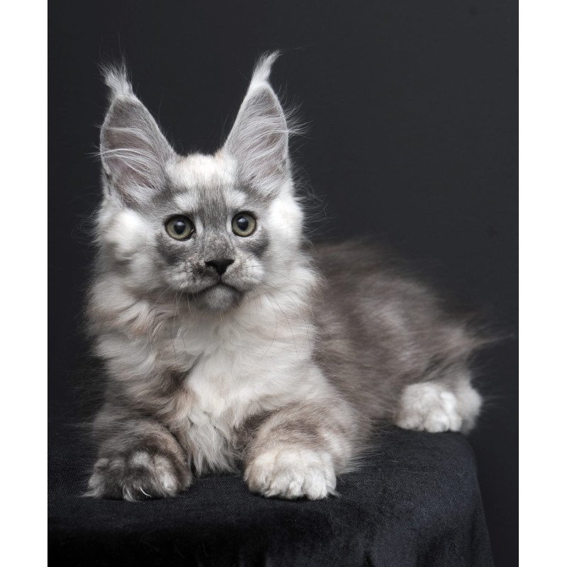 Maine Coon AP Tolian