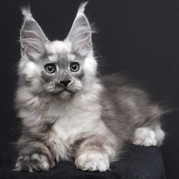 Maine Coon AP Tolian