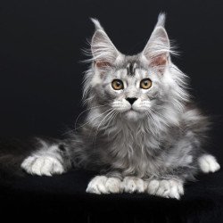 Maine Coon AP Olga
